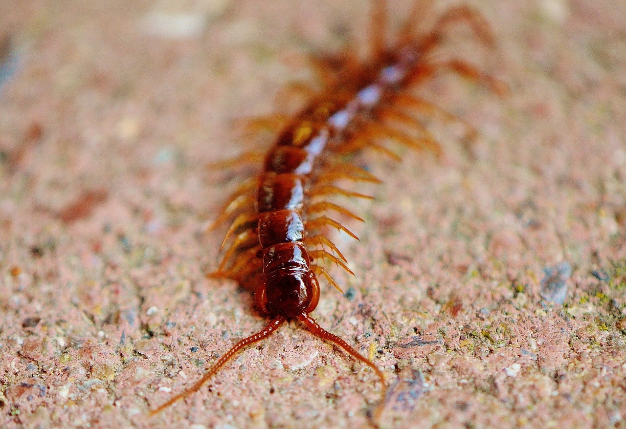 Sensitive Centipede